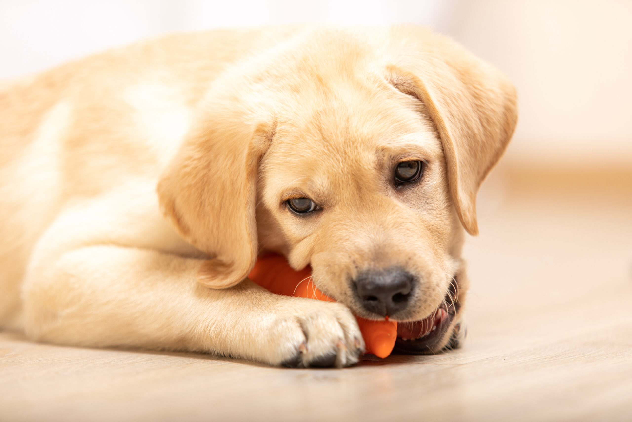 Yellow,Labrador,Retriever,Puppy,Biting,In,Colored,Dog,Toy