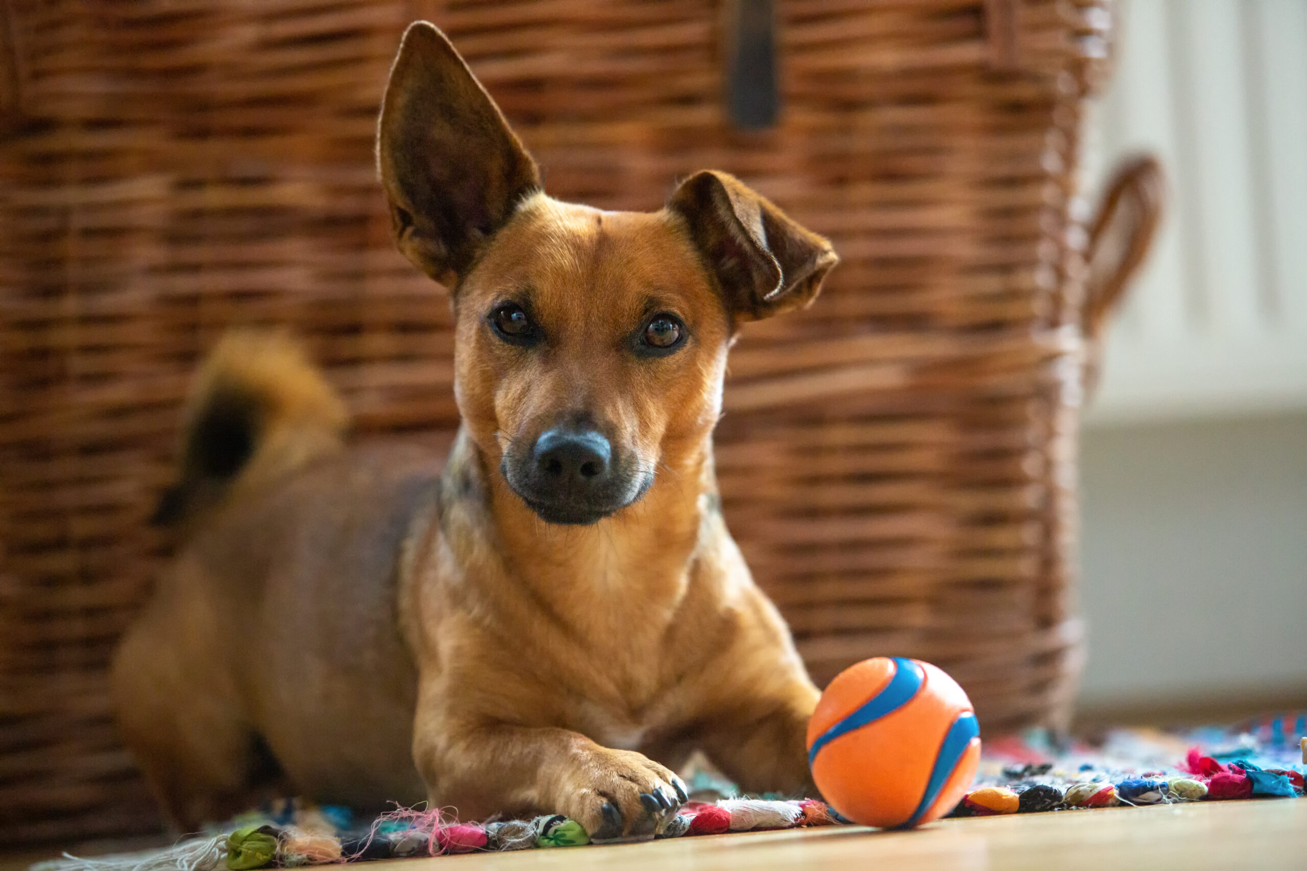 Little,Dog,At,Home,In,The,Living,Room,Playing,With