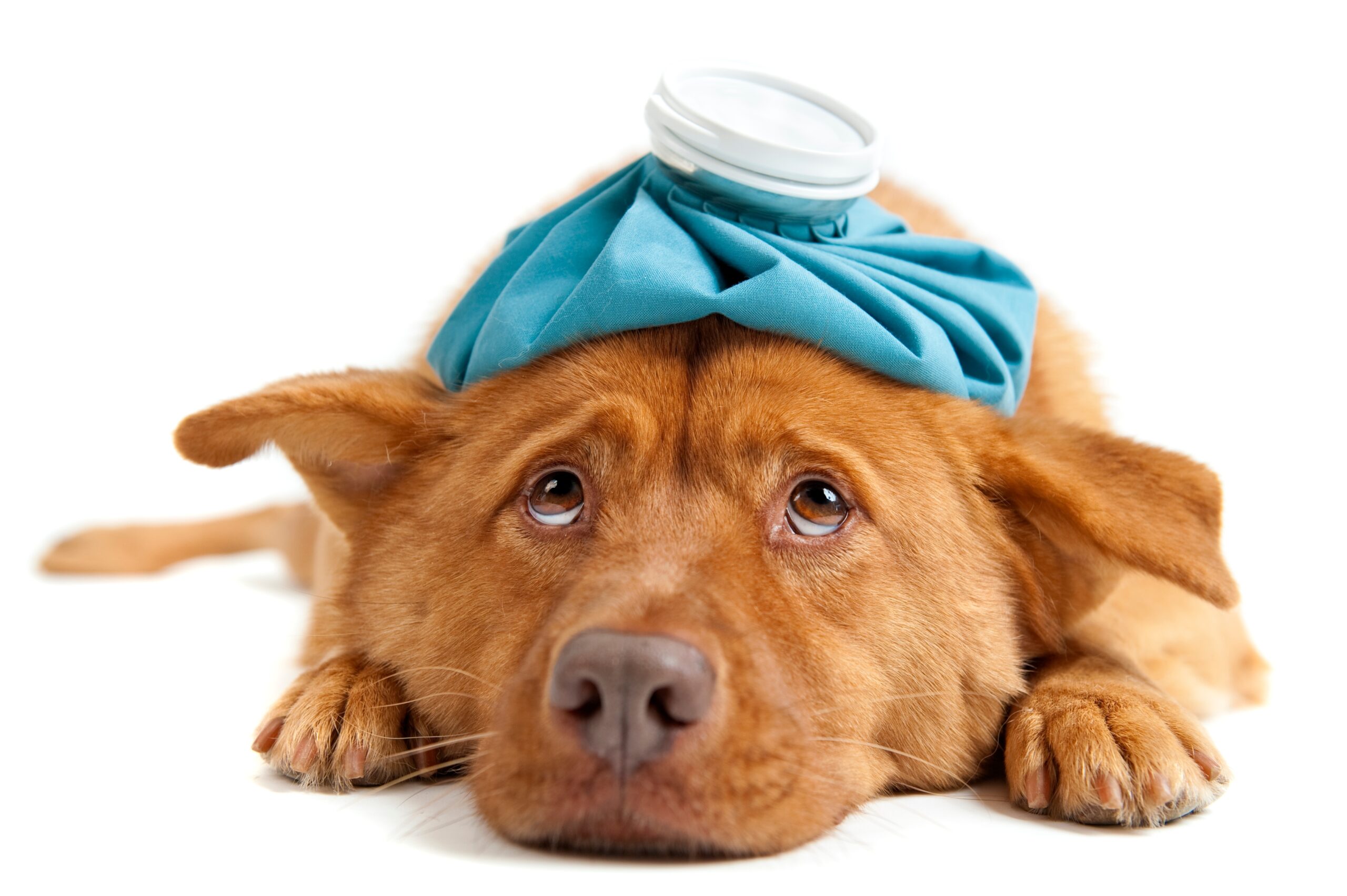 Sick,Dog,With,Hot,Water,Bottle,On,White,Background