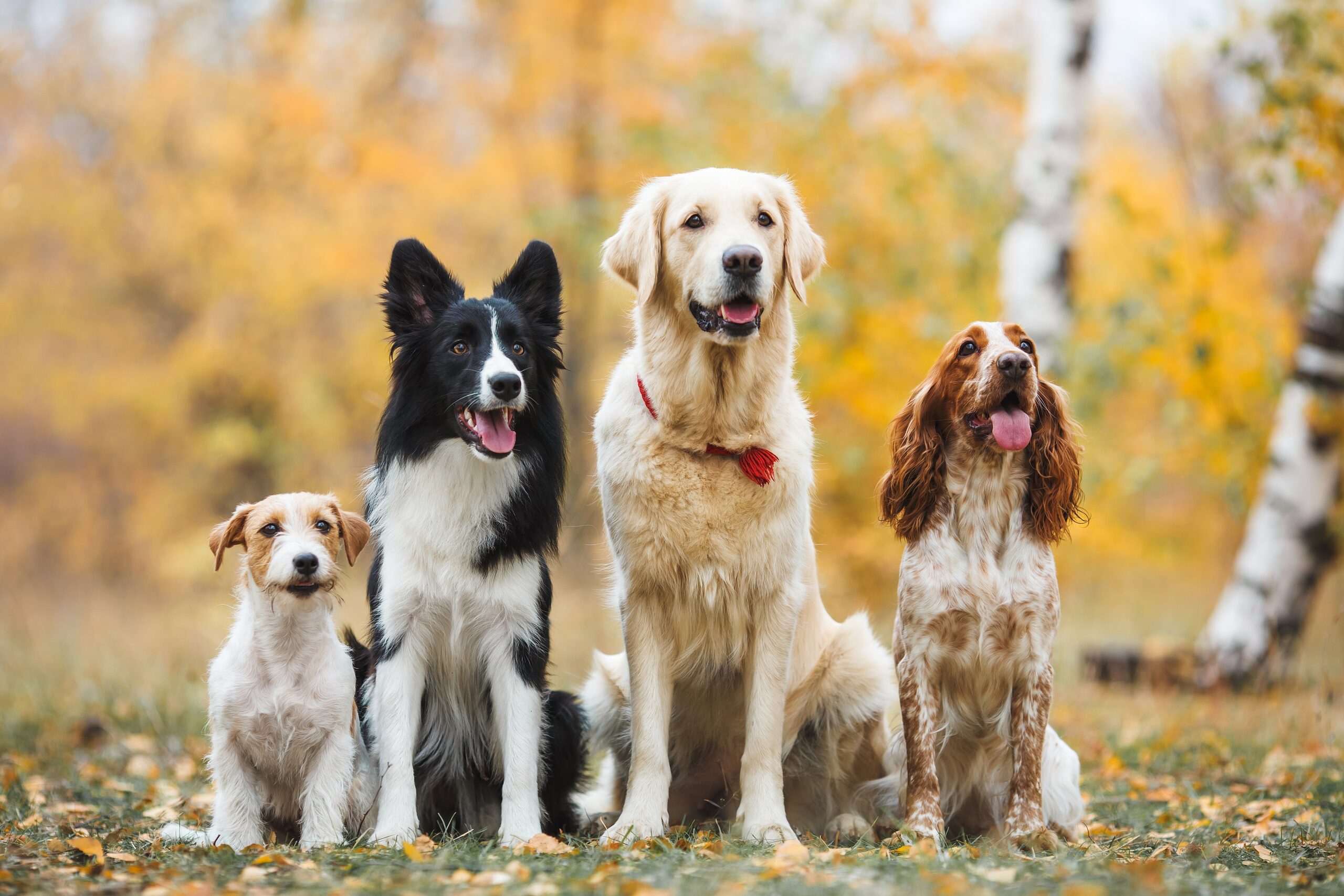 Group,Of,Dogs,Portrait,In,Autumn,Golden,Retriever,Spaniel,Border